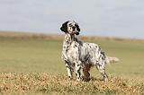 SETTER ANGLAIS 177